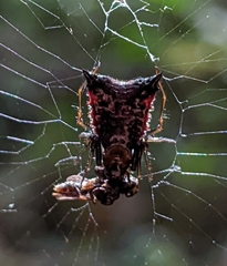 Micrathena triangularis