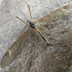 Tipula parallela