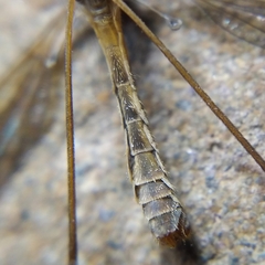 Tipula parallela