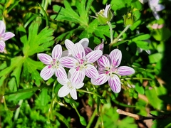 Claytonia caroliniana