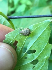 Pseudocneorhinus bifasciatus