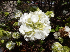 Viburnum macrocephalum