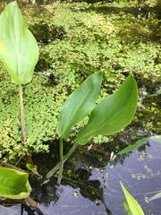 Alisma subcordatum