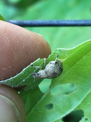 Pseudocneorhinus bifasciatus