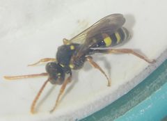 Nomada