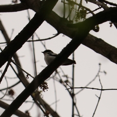 Ficedula semitorquata