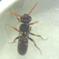 Nomada