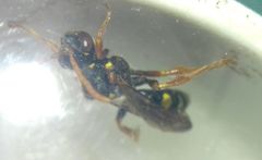 Nomada