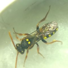Nomada