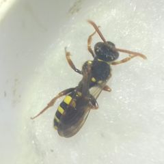 Nomada
