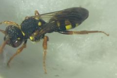 Nomada