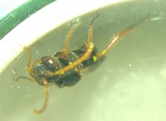 Nomada