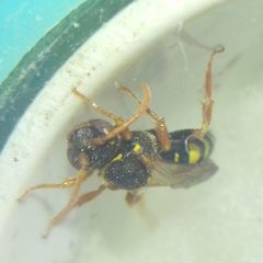Nomada