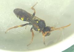 Nomada