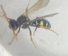 Nomada