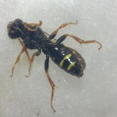 Nomada