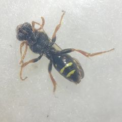 Nomada