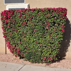 Bougainvillea