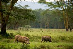 Phacochoerus africanus