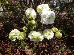 Viburnum macrocephalum