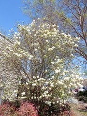 Viburnum macrocephalum
