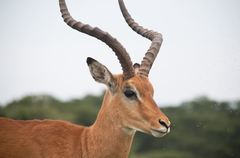 Aepyceros melampus