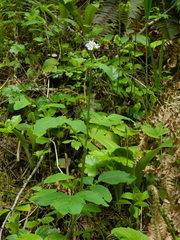 Valeriana sitchensis