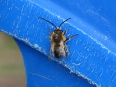 Eucera