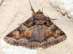 Zale calycanthata