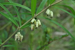 Polygonatum cirrhifolium