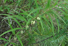 Polygonatum cirrhifolium