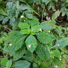 Impatiens parviflora