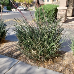 Hesperaloe parviflora