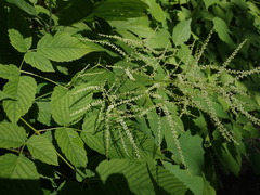 Astilbe biternata
