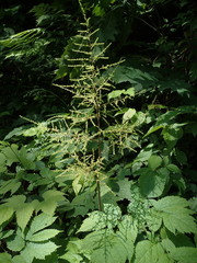 Astilbe biternata