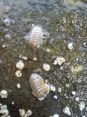 Leptochiton algesirensis