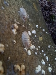 Leptochiton algesirensis