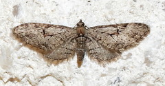 Eupithecia bolterii