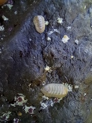 Leptochiton algesirensis