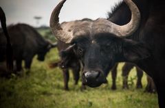 Syncerus caffer