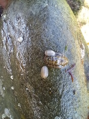 Leptochiton algesirensis