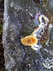 Leptochiton algesirensis