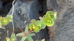 Euphorbia azorica
