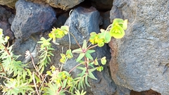 Euphorbia azorica