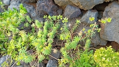 Euphorbia azorica