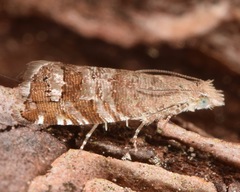 Satronia tantilla