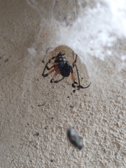 Nephilingis cruentata