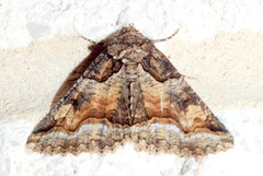 Zale calycanthata