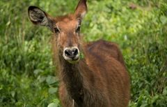 Kobus ellipsiprymnus