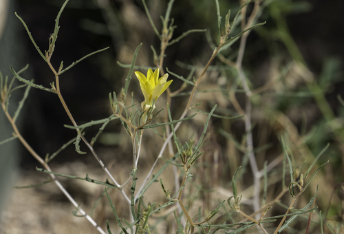 Santa Fe blazingstar (Mentzelia springeri)